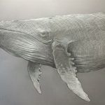 studium wieloryba rysunek wykonany w Pracowniach Artystycznych Gratia